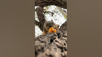 Slow Motion Squirrel Chase up close #animals #photography #reels #new #feed #live #police #iphone #1