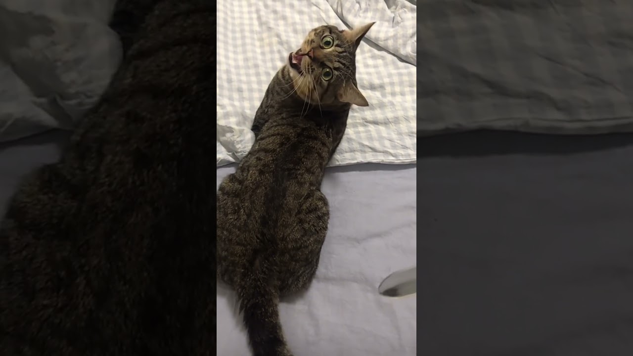 Woman Uses Fake Knife on Cat