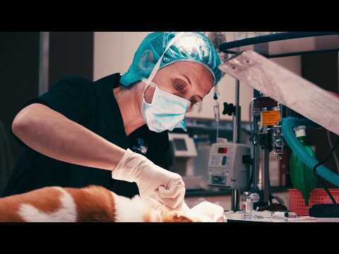 Vet Hospital Newtown | Surgical, Medical & Non-Medical Vet Clinic