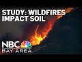 Stanford study shows wildfires impact soil, plant growth