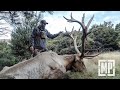 Hunting wapiti in new zealand  mark v peterson hunting