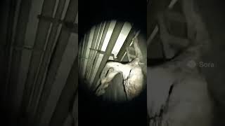 #Horror#ScaryVideos#Creepy#HorrorShorts#Spooky#JumpScare#CreepyStory#HorrorVibes#ScaryMoments#dark