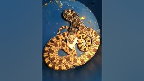 Bull snake eating mouse( part 2)