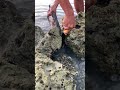 Fisherman trapped giant fish between rocks 🌊 #fishing #ytshorts #sea #ocean #trending #shortsfeed