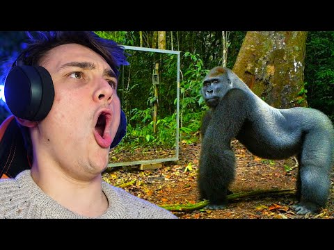 Video: Hvad kan gorillaer spise?