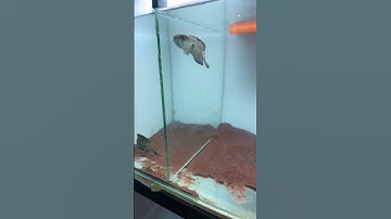 Tiểu Hoàng Đế Quá Nét #cacanh #caloccanh #calockieng #cálóccảnh #caloc