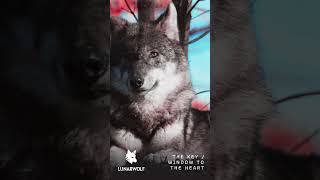The Key / Window To Your Heart - @LunarWolf #music