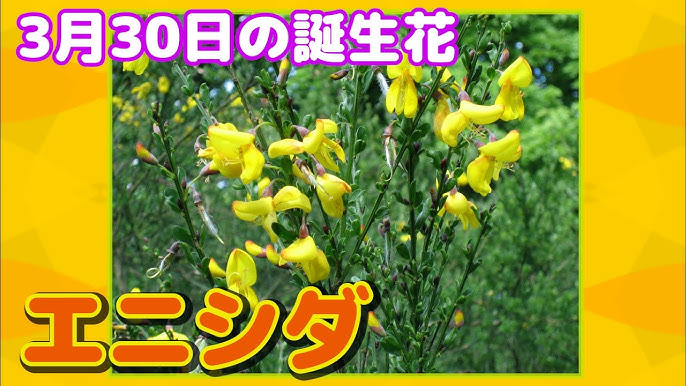 5月4日の誕生花 ハナショウブ どんな花 あなたに送る花言葉は Youtube 5月4日の誕生花 ハナショウブ どんな花 あなたに送る花言葉は Youtube