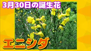 3月30日の誕生花 エニシダ どんな花 あなたに送る花言葉は Youtube