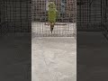 #cartoon #funny #talkingparot #funnyanimal #cartoonvideo #animals #mithukibatain #funnybird #zoo