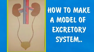 How To Make A Model Of Excretory System At Home....