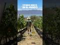 Este viñedo es Único en el Mundo | El Tejón en Ajijic Chapala