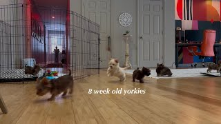 8 & 12 week old yorkies playing @peacepuppiesyorkies777