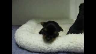 Yorkie puppies 3 weeks old