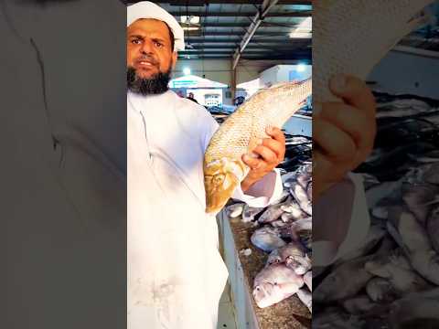 أسعار السمك اليوم في عمان نازلة بشكل كبير  اكسبلور  