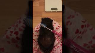 Cute Orphan Kitten Gets Groomed With a Toothbrush