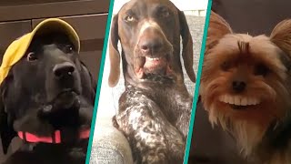 The Ultimate Funny Dogs Compilation 2023 | Funniest Dogs On The Internet