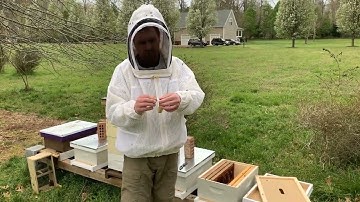 How to install a package of honey bees