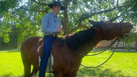 Indirect VS. Direct Rein and Outside VS. Inside Rein