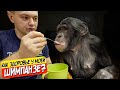 Шимпанзе Боня и новости о её здоровье | Как живёт Дан Запашный в Оренбурге?