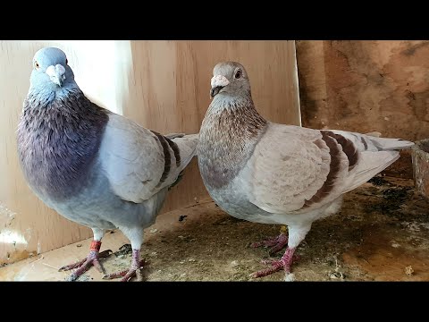 What is happening with my pigeons?