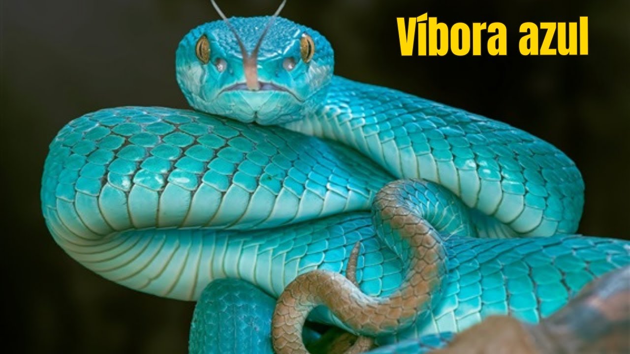 Site elege as cobras mais belas do planeta; veja