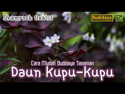 Video: Menanam Tumbuhan Dalam Rumah Oxalis - Petua Menjaga Tumbuhan Shamrock