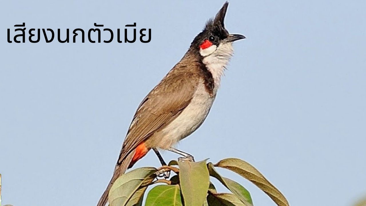 นกหัวจุก birds - เสียงนกตัวเมียร้องในกรงเรียกนกตัวผู้ให้ร้องเต็มที่
