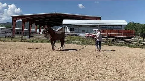 Zeus taking Janet for a Walk (Or Not!)