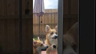 Corgi puppy opens door #corgi #corgipuppy #puppy #dog #puppylife #openthedoor #funnydog #viral