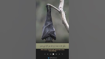 والله خلق كل دابة من ماء #تلاوة_خاشعة #تلاوة_خاشعة #قرآن #صلاح_البدير