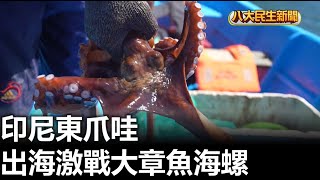 印尼東爪哇 出海激戰大章魚海螺 |【民生八方事】| 2023091006 @gtvnews27