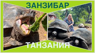 видео: #22 ДИНОЗАВРЫ! ТАКИХ ОГРОМНЫХ ЧЕРЕПАХ Я ЕЩЕ НЕ ВИДЕЛА! Остров Призон, ЗАНЗИБАР, ТАНЗАНИЯ.Август 2023 картинка: #22 ДИНОЗАВРЫ! ТАКИХ ОГРОМНЫХ ЧЕРЕПАХ Я ЕЩЕ НЕ ВИДЕЛА! Остров Призон, ЗАНЗИБАР, ТАНЗАНИЯ.Август 2023