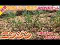ニンジン栽培①種まき〜間引きまで　４つのポイント&コツ　2023年