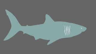 Megalodon test