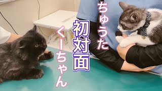 くーちゃんが子猫ちゅうたと初対面した時の動画を見つけました。