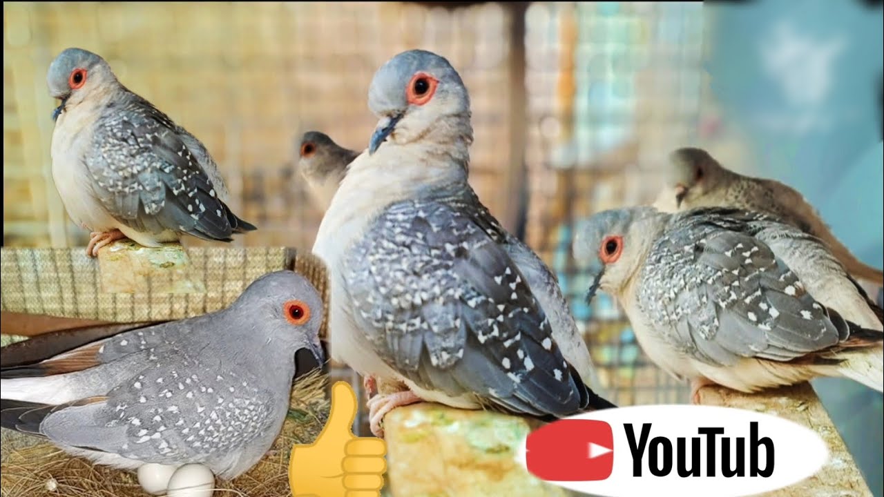 DlAMOND DOVES Java Sparrow like Karo 👍🏾 - YouTube