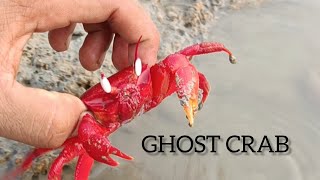 Red Ghost Crab Video @TheNatureandScience #Redcrab #Sundarban #gplot