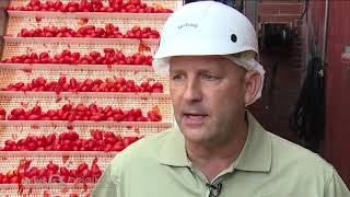 Buckeye Built: Dei Fratelli keeps roots planted in Ohio, selling canned tomato products across US