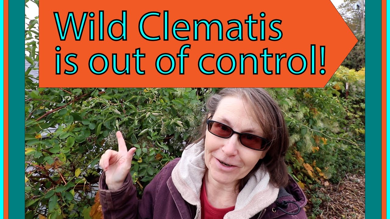 Wild Clematis is out of control!