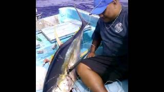 Yapese Yellow Fin Tuna