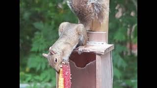 One and a half Minute Gray Squirrel