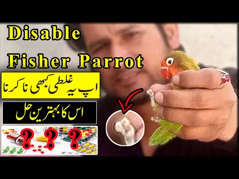 Disable fisher Parrot | Calcium deficiency | Calcium for Birds | Cute Creatures