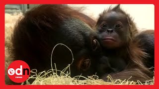 Baby Orangutan Meets Mother For The First Time in Heartwarming Video