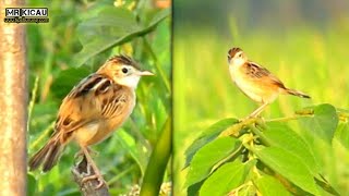 Download Lagu Burung Cici Pari Liar MP3