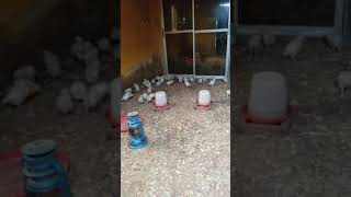 2 Weeks Boilers - Raising Boilers For Christmas  #Poultryfarming #Shorts