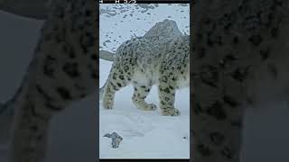 |Ghost of Mountain| guess the camouflage animal | Big Cat| |Elusive Animal #wildwonders #wildworld