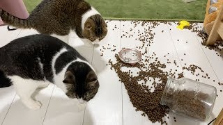 大惨事発生！！！【パパ猫・子猫】