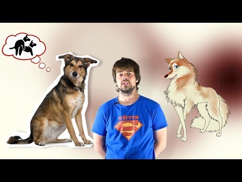Video: Kāda Suņu šķirne Ir Mierīgākā