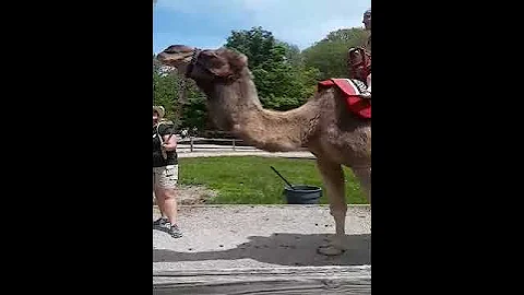 Penny riding a camel 5/17/18